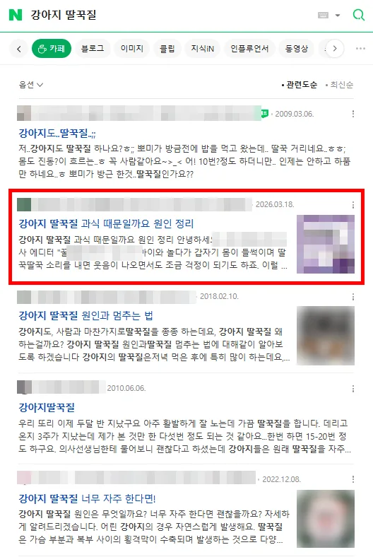 강아지 딸꾹질 카페탭 검색결과 상단 노출 캡처