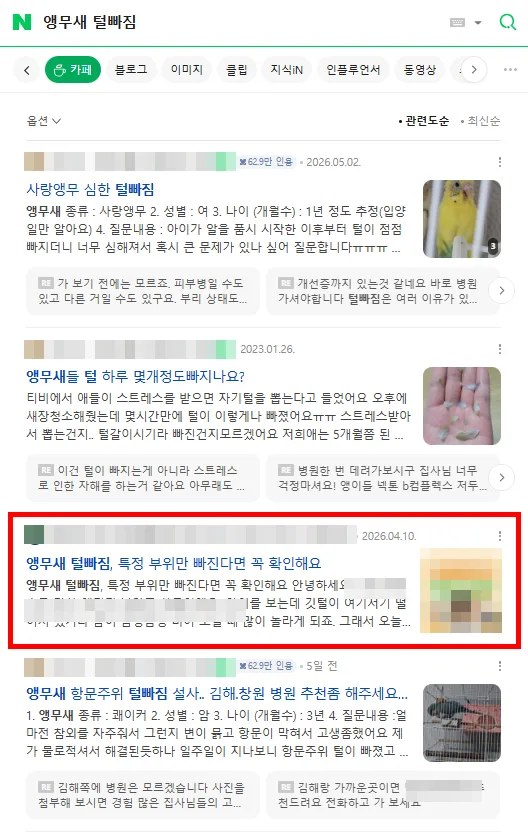 앵무새 털빠짐 카페탭 검색결과 상단 노출 캡처
